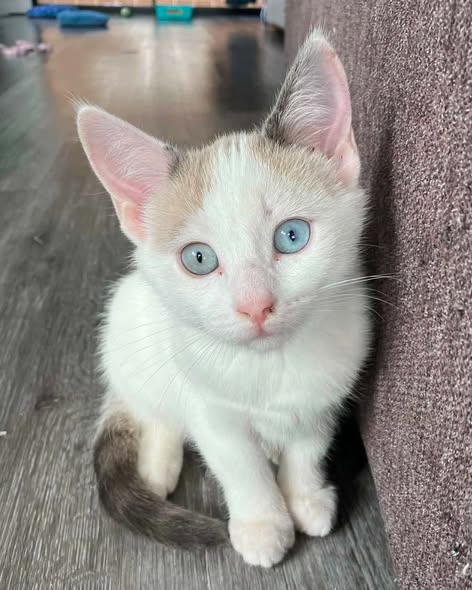 Vanilla, kitten, in Millie's care
