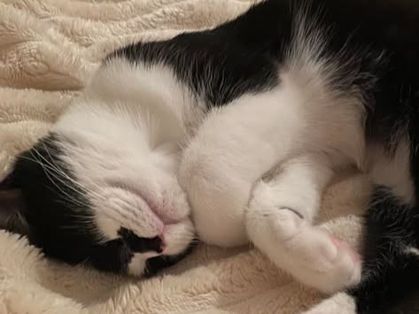 Pepper, young cat, in Millie's care
