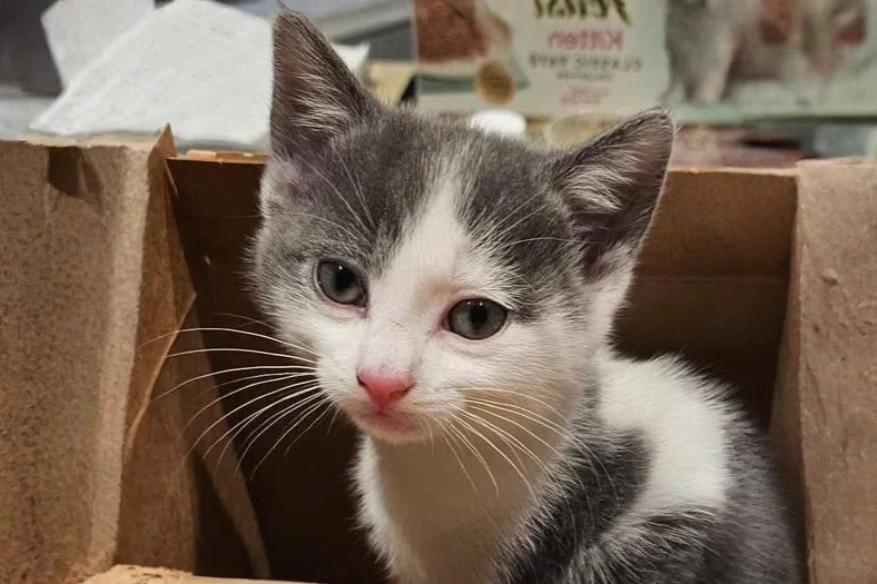 Molly, kitten, in Millie's care