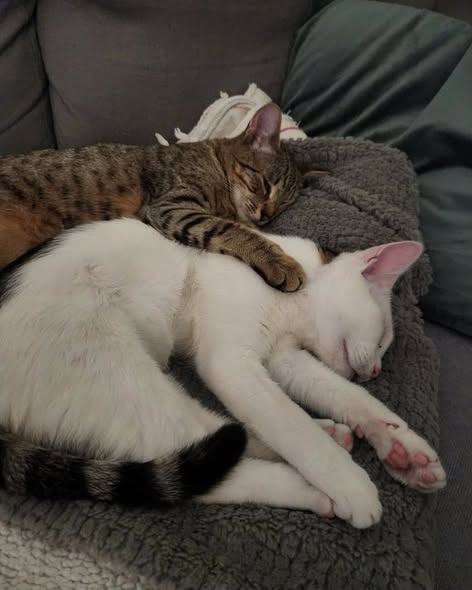 Oliver & Lily, found together in a box, in Millie's care