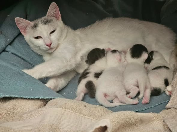 Mila and her six newborns, mother cat with newborn litter, in Millie's care